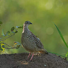 Francolin huppé