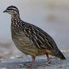 Francolin huppé