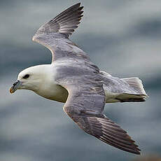 Fulmar boréal