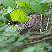 Gélinotte des bois