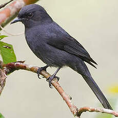 Gobemouche drongo