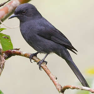 Gobemouche drongo