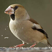 Oiseaux indigènes forestiers: Le Grosbec casse-noyaux