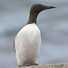 Guillemot de Troïl