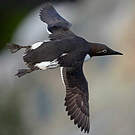 Guillemot de Troïl