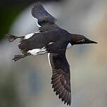 Guillemot de Troïl