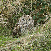 Hibou des marais