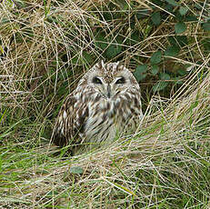 Hibou des marais