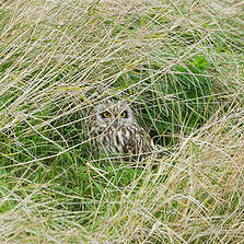 Hibou des marais