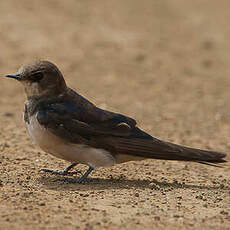 Hirondelle sud-africaine