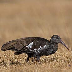 Ibis caronculé