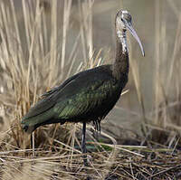 Ibis falcinelle