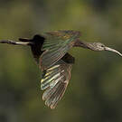 Ibis falcinelle