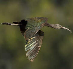 Ibis falcinelle