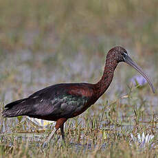 Ibis falcinelle