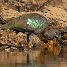 Ibis hagedash