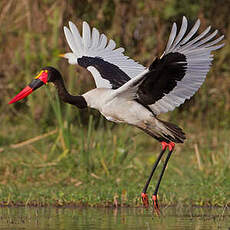 Jabiru d'Afrique