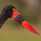 Jabiru d'Afrique