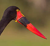 Jabiru d'Afrique