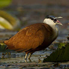 Jacana à poitrine dorée