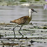 Jacana à poitrine dorée