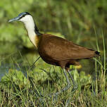 Jacana à poitrine dorée