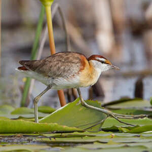 Jacana nain