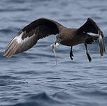 Labbe antarctique