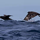 Labbe antarctique