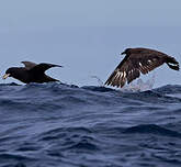 Labbe antarctique