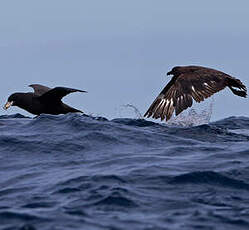 Labbe antarctique