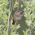 Locustelle fluviatile