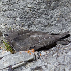 Le martinet noir, un oiseau social