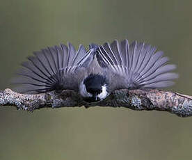 Mésange à tête noire