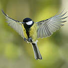 Mésange charbonnière