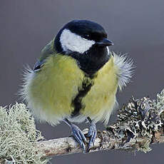 Mésange charbonnière