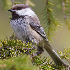 Mésange lapone