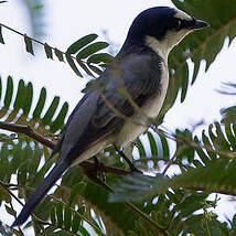 Minivet cendré