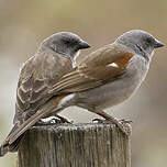 Moineau de Swainson