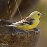 Moineau doré
