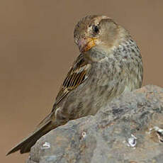 Moineau espagnol