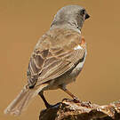 Moineau sud-africain