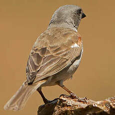 Moineau sud-africain