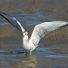 Mouette de Bonaparte