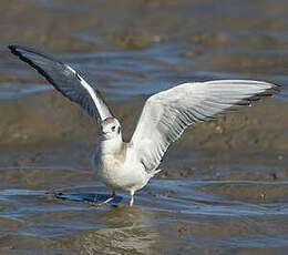 Mouette de Bonaparte