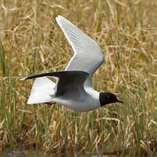 Mouette pygmée