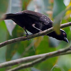 Nigrette à calotte grise