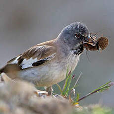 Niverolle alpine