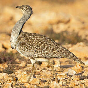 Outarde houbara