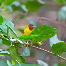 Paruline des mangroves